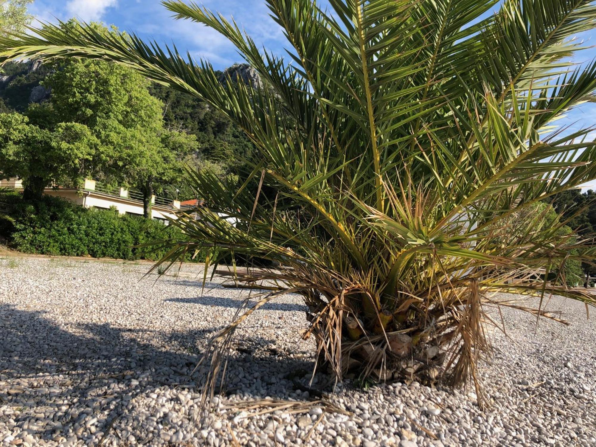 Villa Sabine Apartment Losinj Medveja Exteriör bild